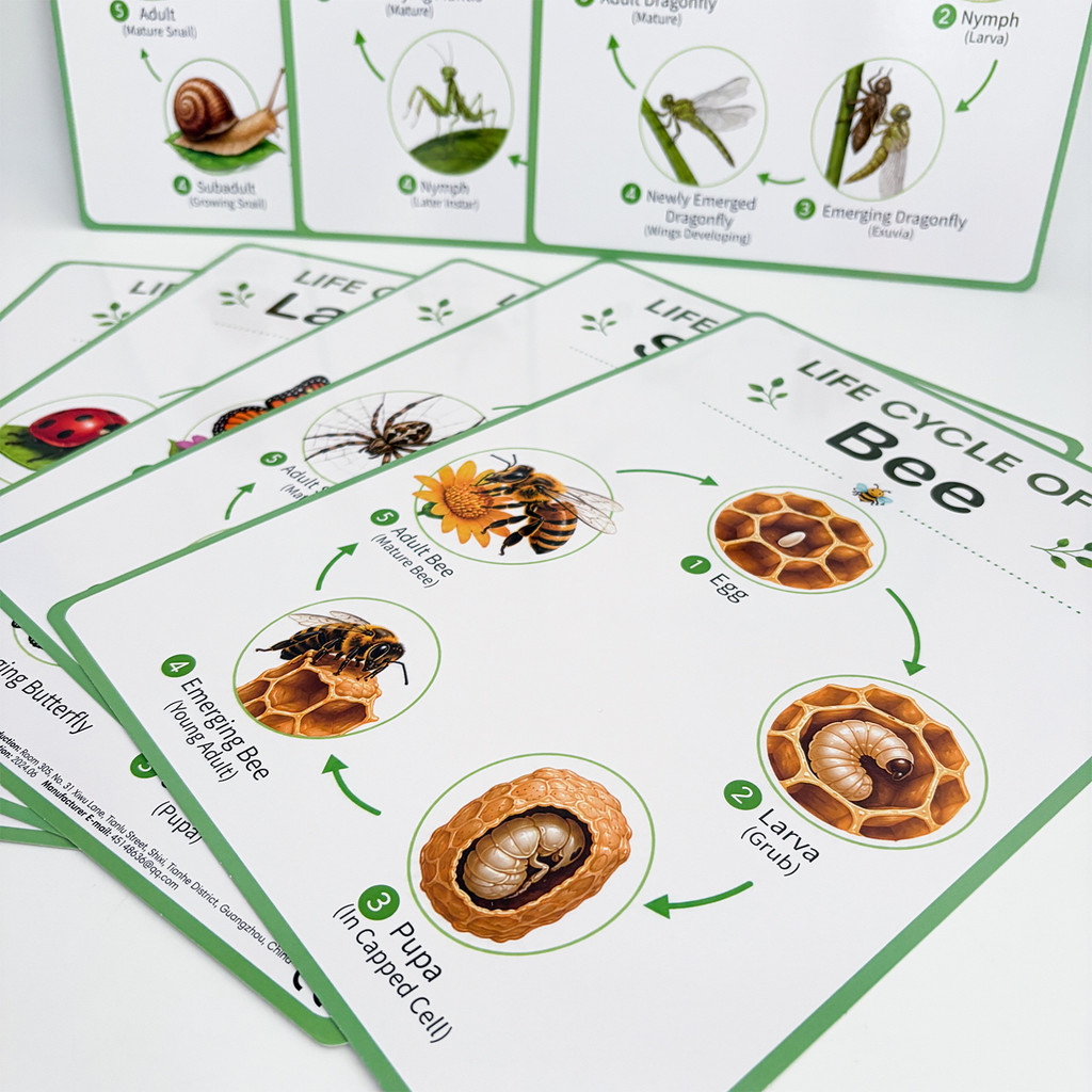 8Pcs Nature Life Cycle Educati - Kids Educational Posters review and price